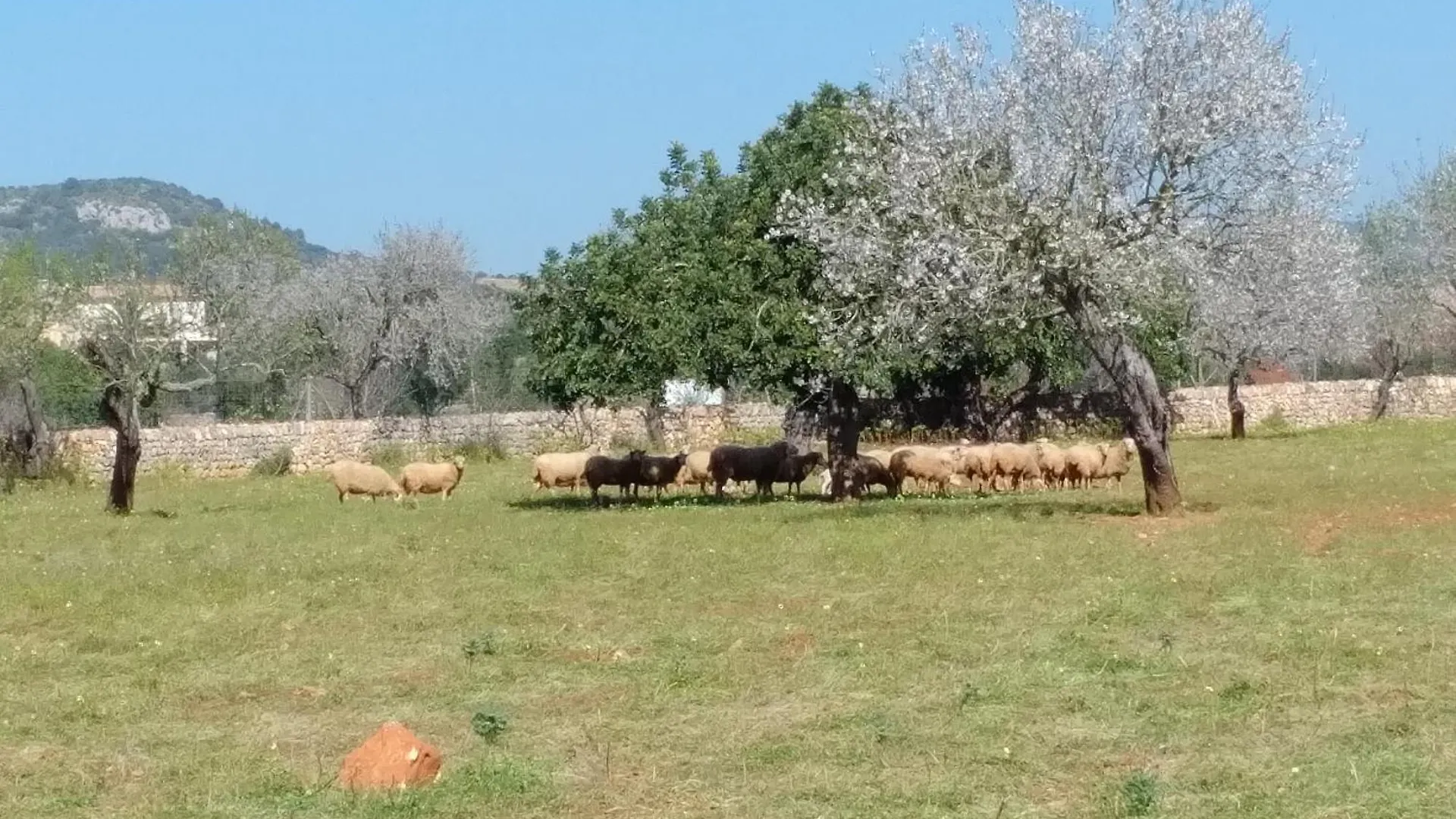 Finca Son Marimon (Adults Only) Santanyi 0*,