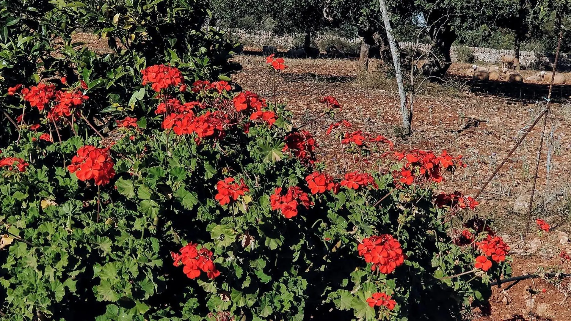 Farm stay Finca Son Marimon (Adults Only) Santanyi