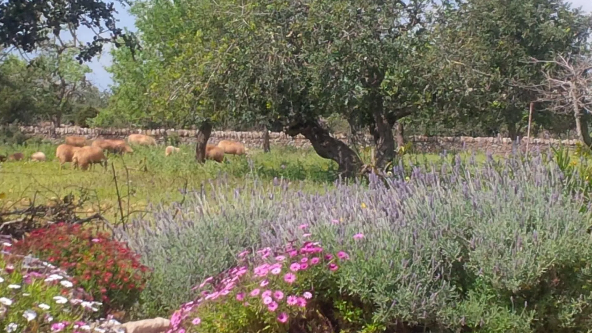 Finca Son Marimon (Adults Only) Santanyi 0*,  Spain